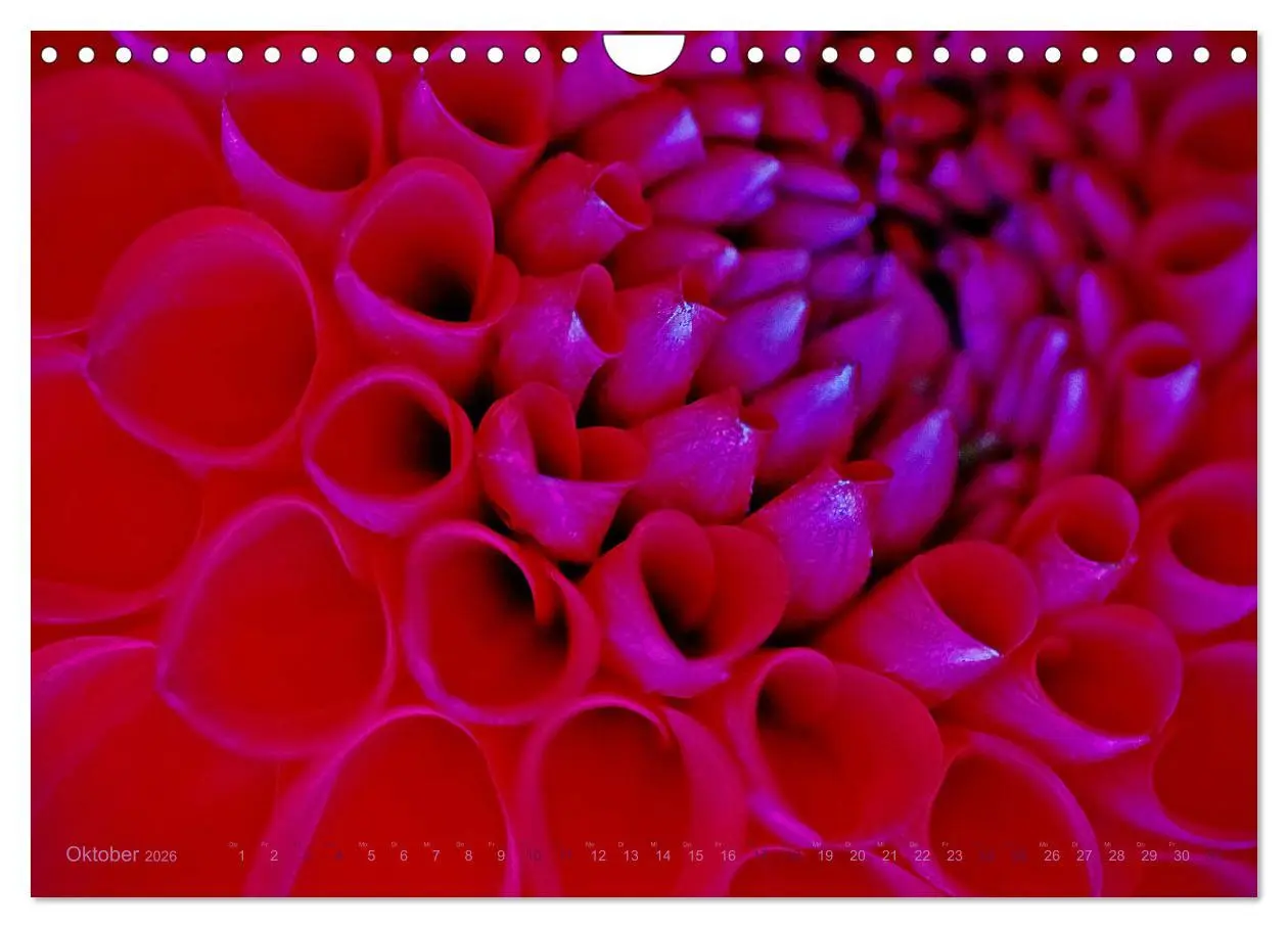 Bild: 9783457645352 | DEEP INSIDE - Blütenmakros (Wandkalender 2026 DIN A4 quer),...