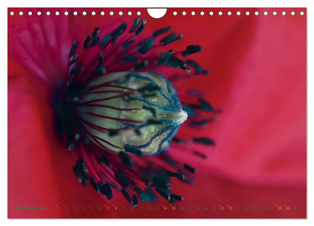 Bild: 9783457645352 | DEEP INSIDE - Blütenmakros (Wandkalender 2026 DIN A4 quer),...