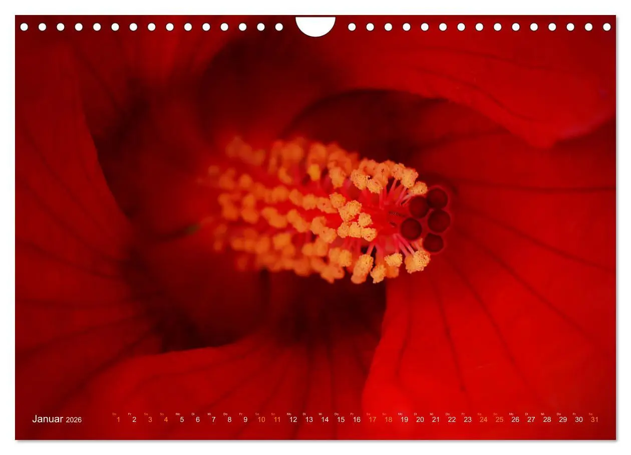 Bild: 9783457645352 | DEEP INSIDE - Blütenmakros (Wandkalender 2026 DIN A4 quer),...