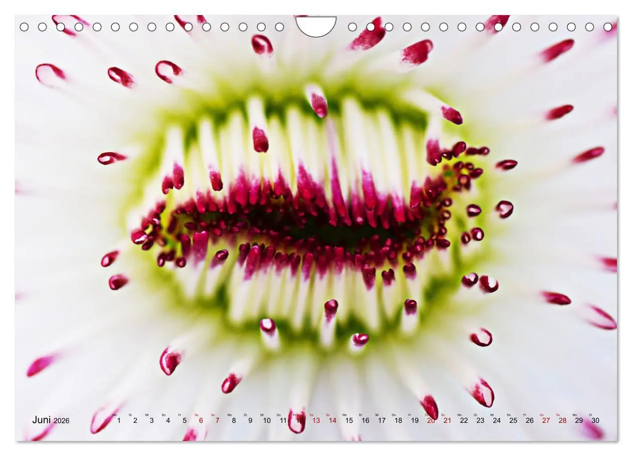 Bild: 9783457645352 | DEEP INSIDE - Blütenmakros (Wandkalender 2026 DIN A4 quer),...