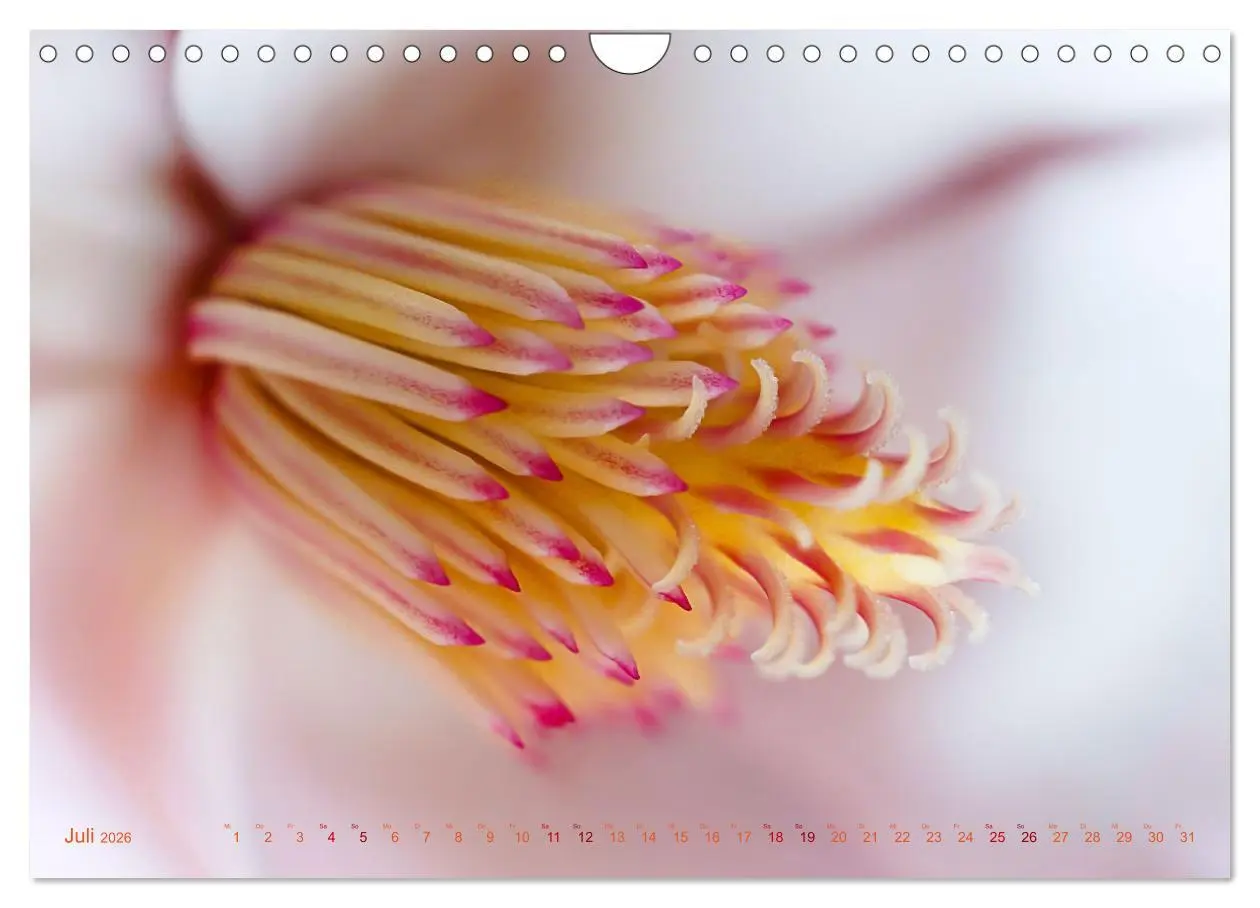 Bild: 9783457645352 | DEEP INSIDE - Blütenmakros (Wandkalender 2026 DIN A4 quer),...