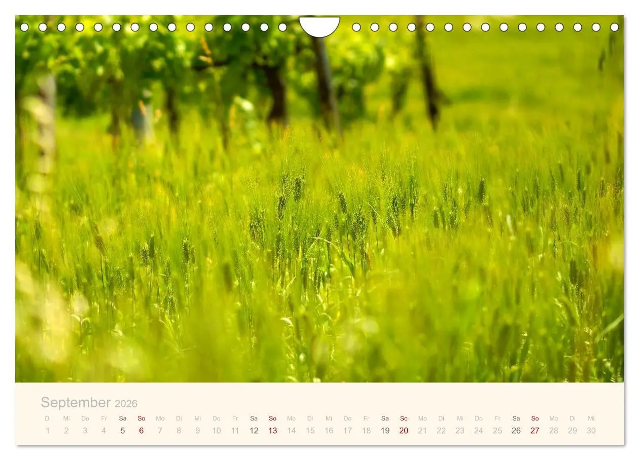 Bild: 9783516045352 | Unterwegs in den Marken (Wandkalender 2026 DIN A4 quer), CALVENDO...