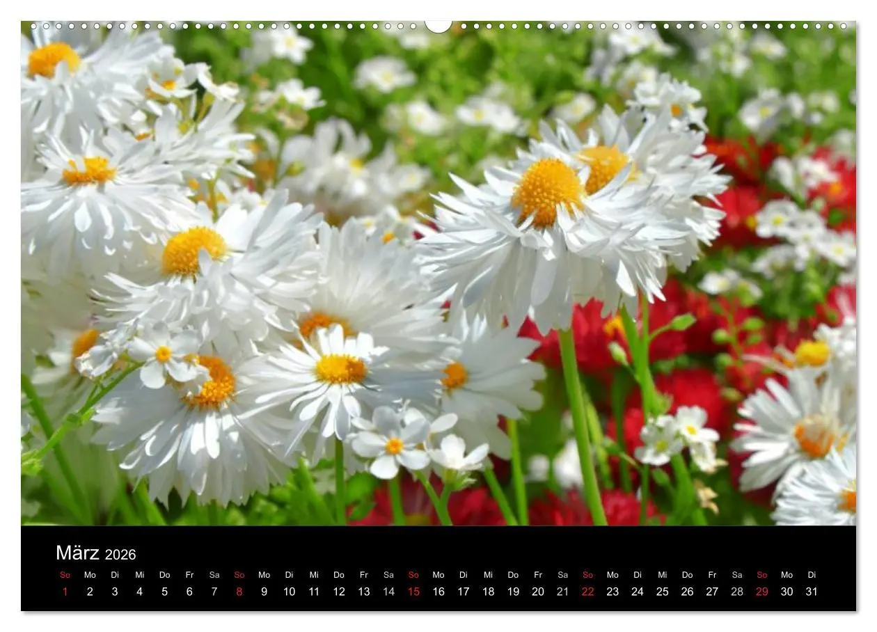 Bild: 9783516105452 | Die vier Jahreszeiten (Wandkalender 2026 DIN A2 quer), CALVENDO...