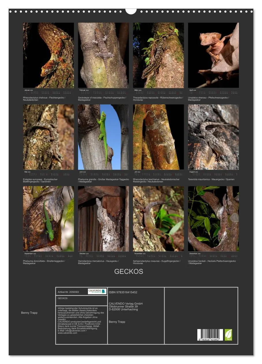 Bild: 9783516415452 | GECKOS (Wandkalender 2026 DIN A2 hoch), CALVENDO Monatskalender | 2026