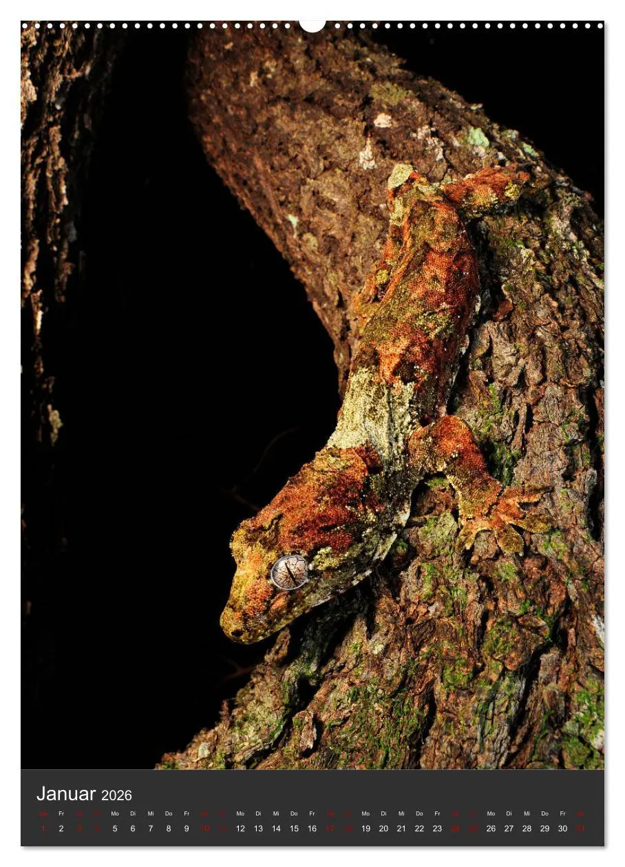 Bild: 9783516415452 | GECKOS (Wandkalender 2026 DIN A2 hoch), CALVENDO Monatskalender | 2026