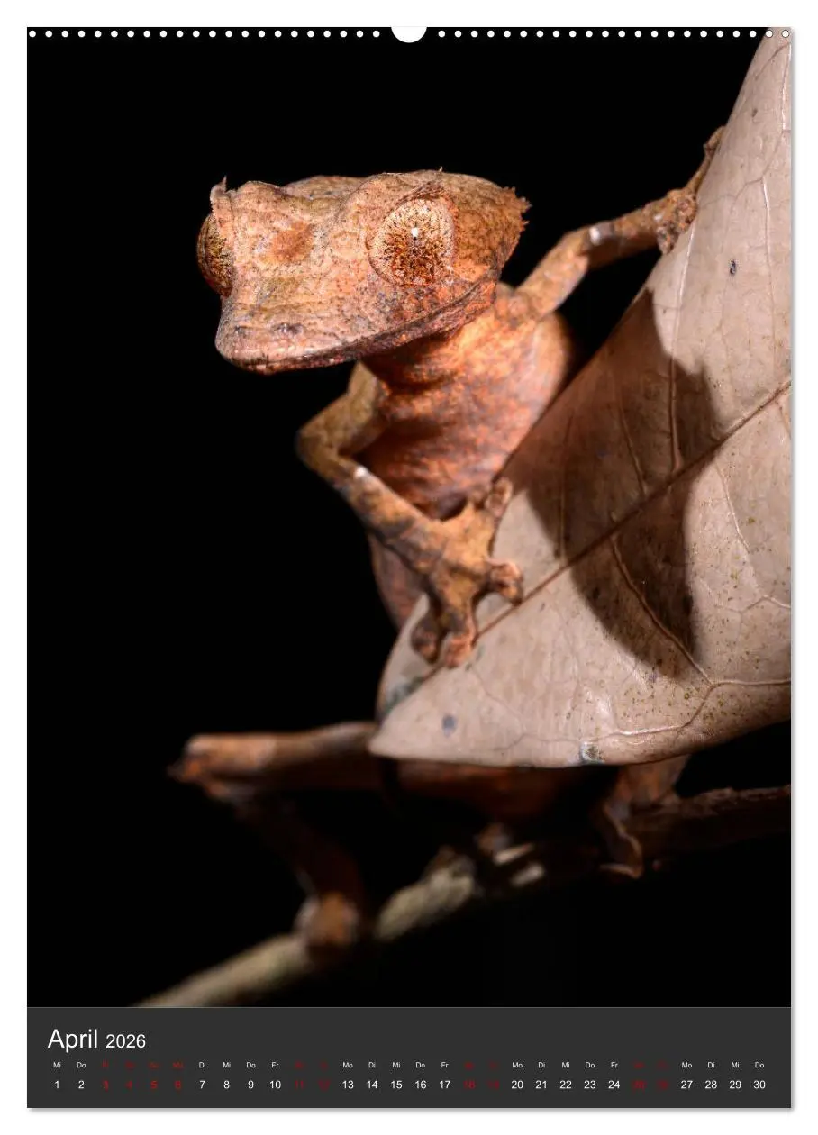 Bild: 9783516415452 | GECKOS (Wandkalender 2026 DIN A2 hoch), CALVENDO Monatskalender | 2026