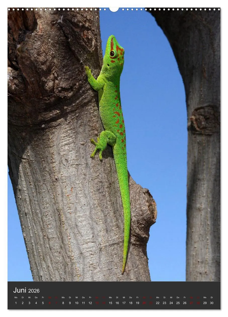 Bild: 9783516415452 | GECKOS (Wandkalender 2026 DIN A2 hoch), CALVENDO Monatskalender | 2026