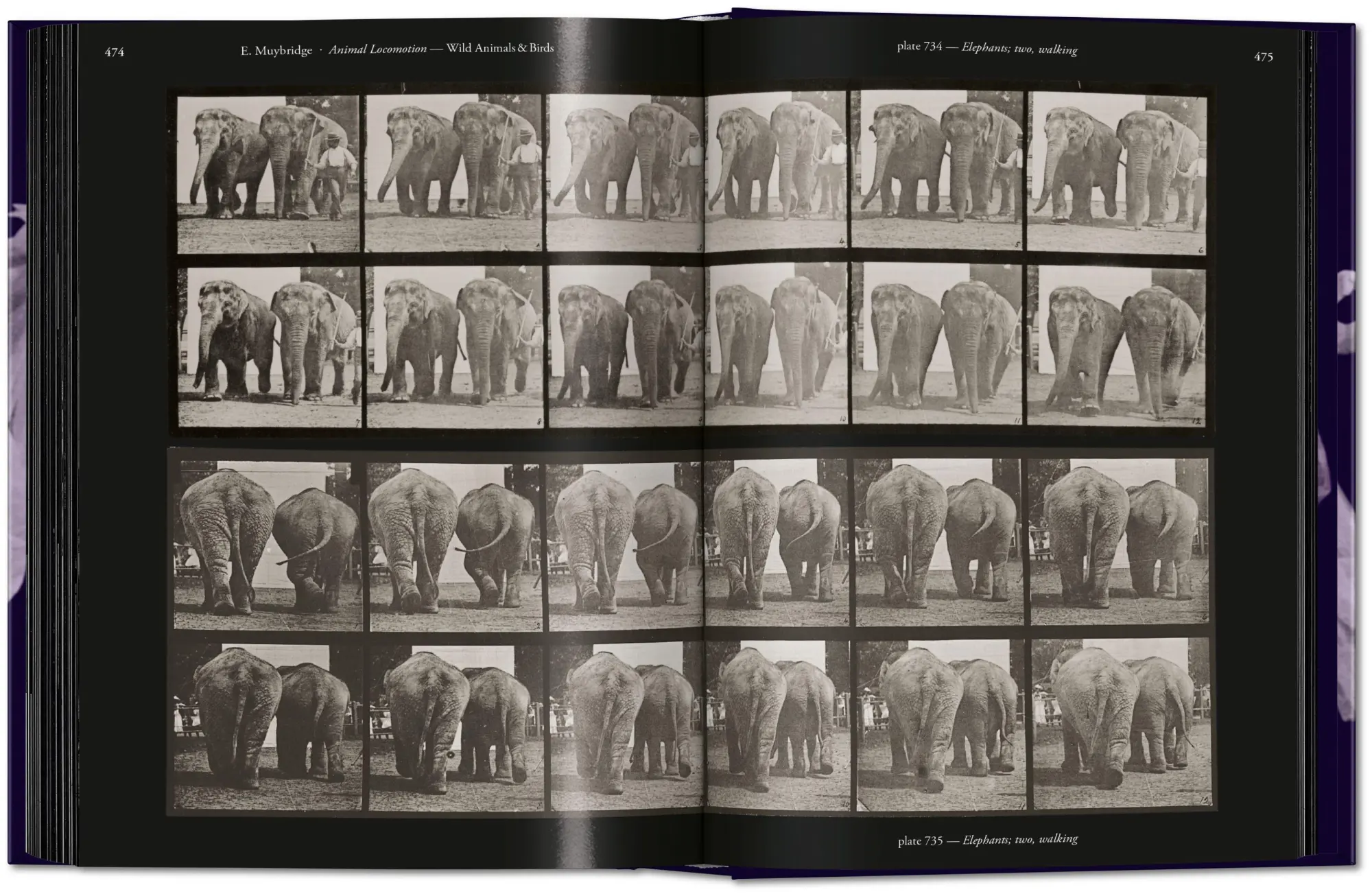 Bild: 9783836595452 | Muybridge | The Human and Animal Locomotion Photographs. 45th Ed.