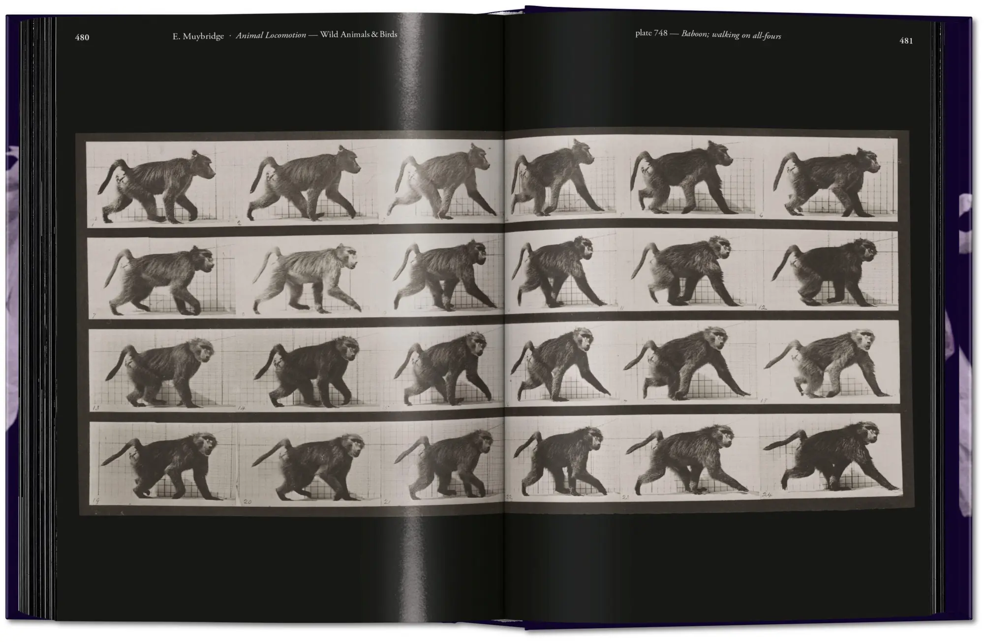 Bild: 9783836595452 | Muybridge | The Human and Animal Locomotion Photographs. 45th Ed.