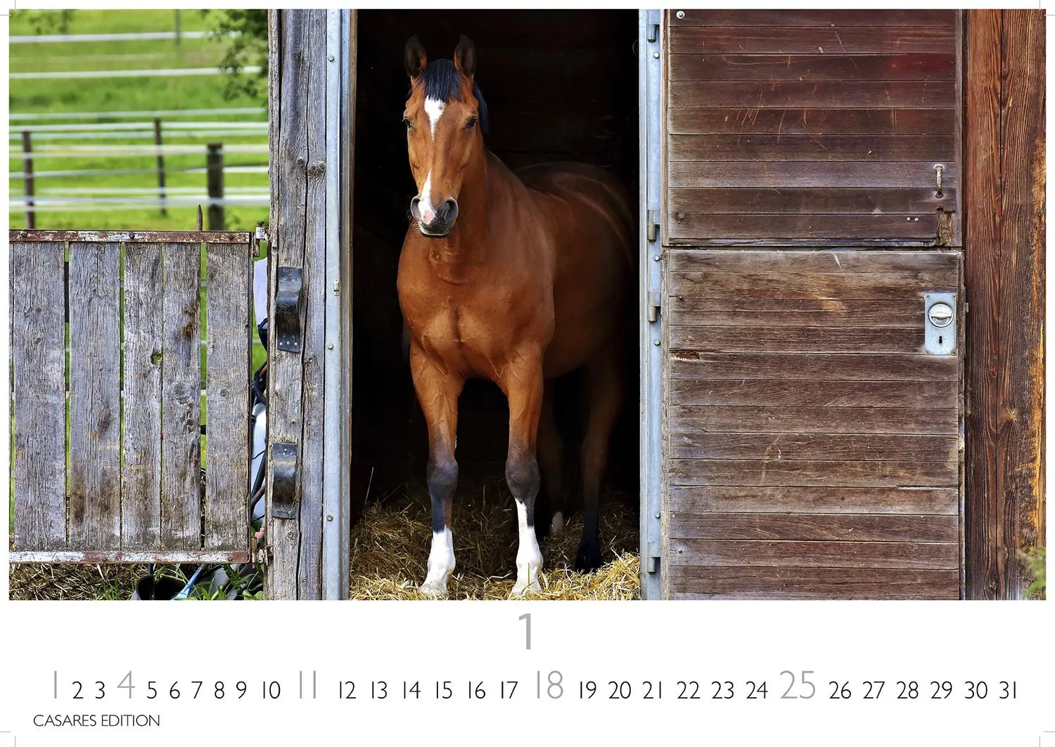 Bild: 9781835245552 | Pferde 2026 L 35x50cm | Kalender | 14 S. | Deutsch | 2026