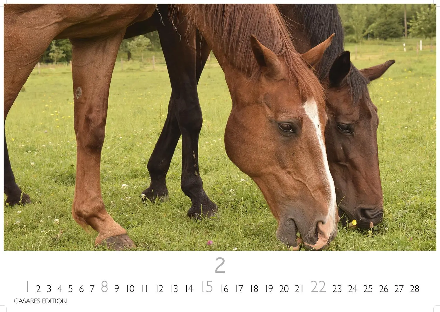 Bild: 9781835245552 | Pferde 2026 L 35x50cm | Kalender | 14 S. | Deutsch | 2026