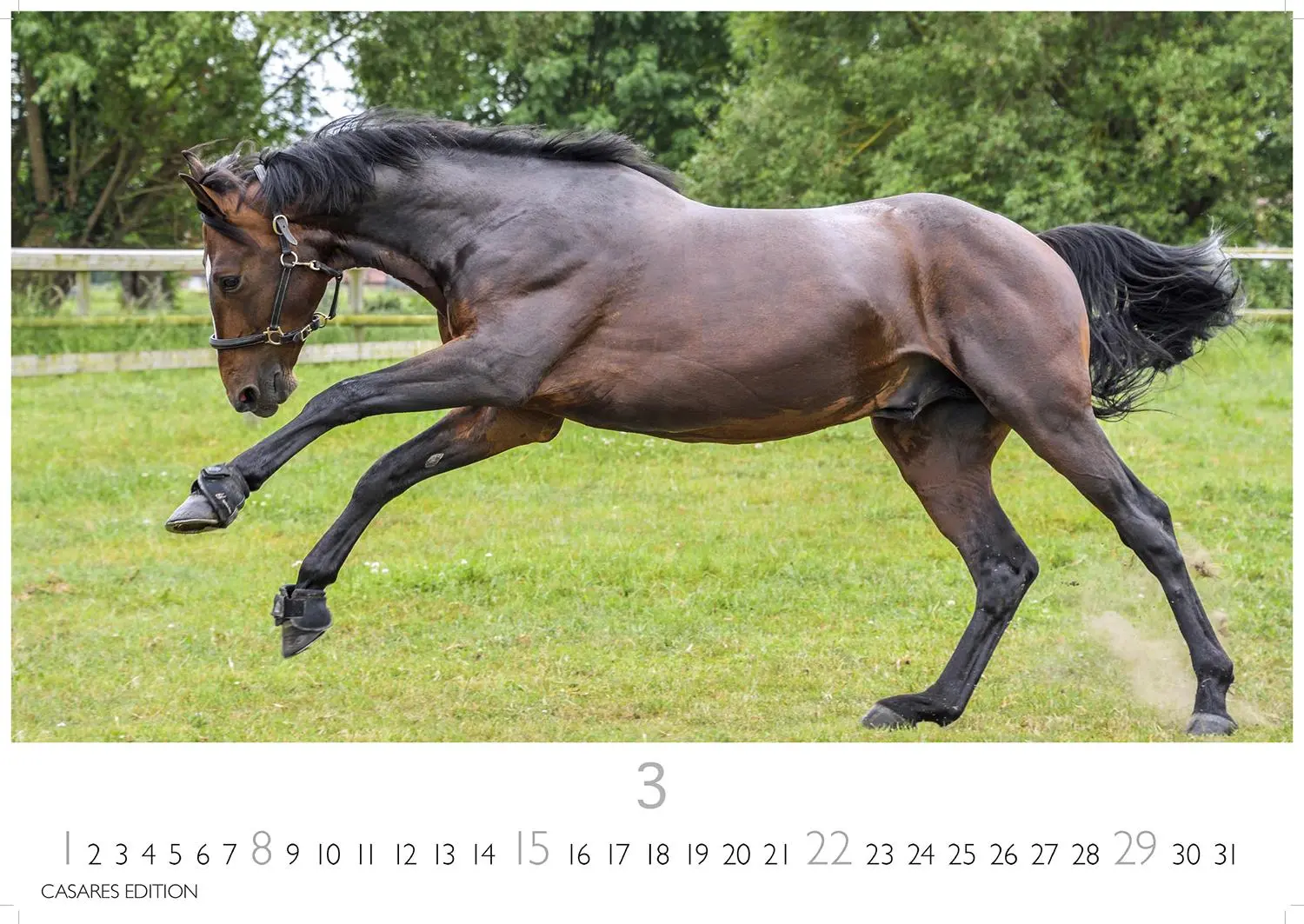 Bild: 9781835245552 | Pferde 2026 L 35x50cm | Kalender | 14 S. | Deutsch | 2026