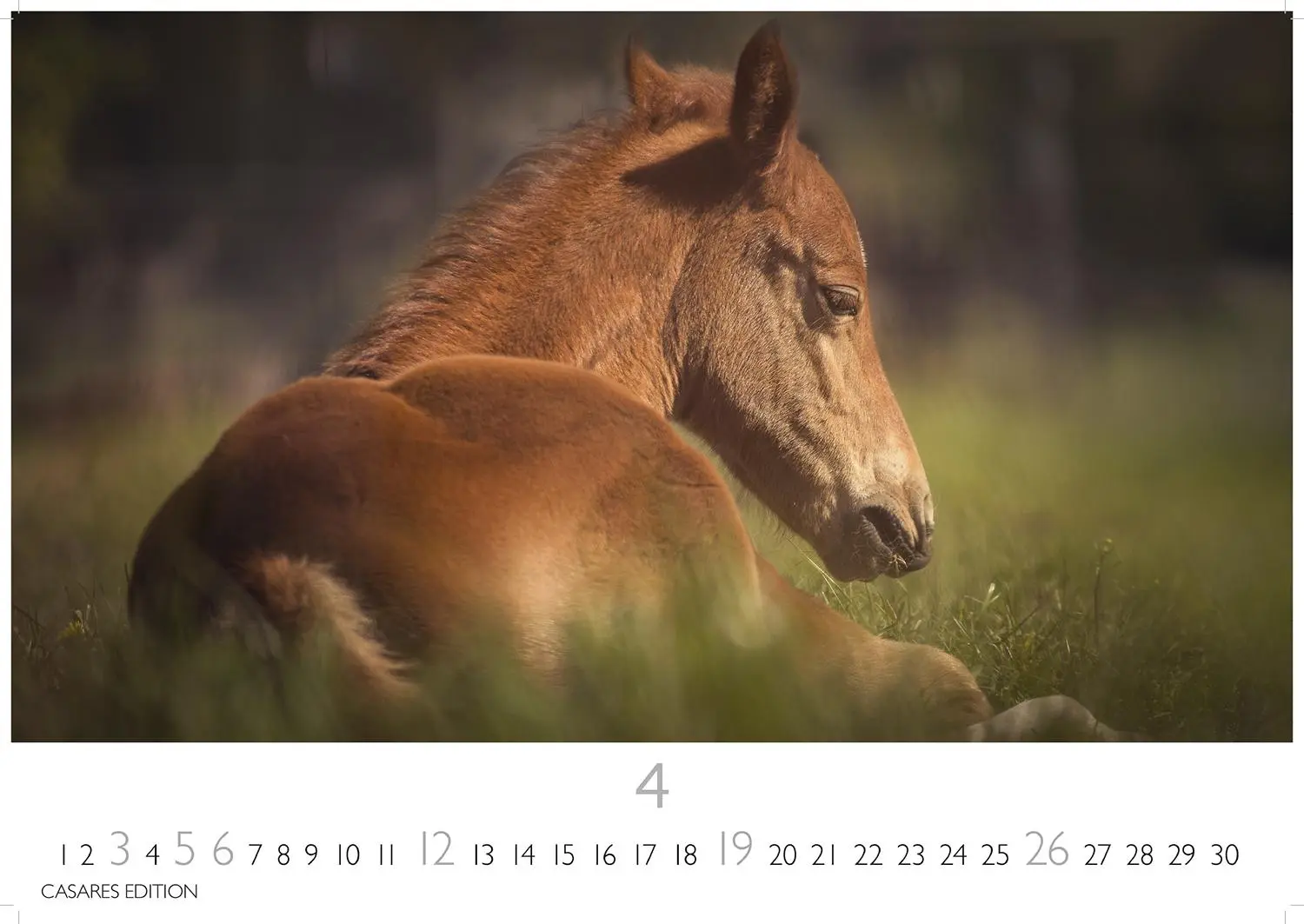 Bild: 9781835245552 | Pferde 2026 L 35x50cm | Kalender | 14 S. | Deutsch | 2026