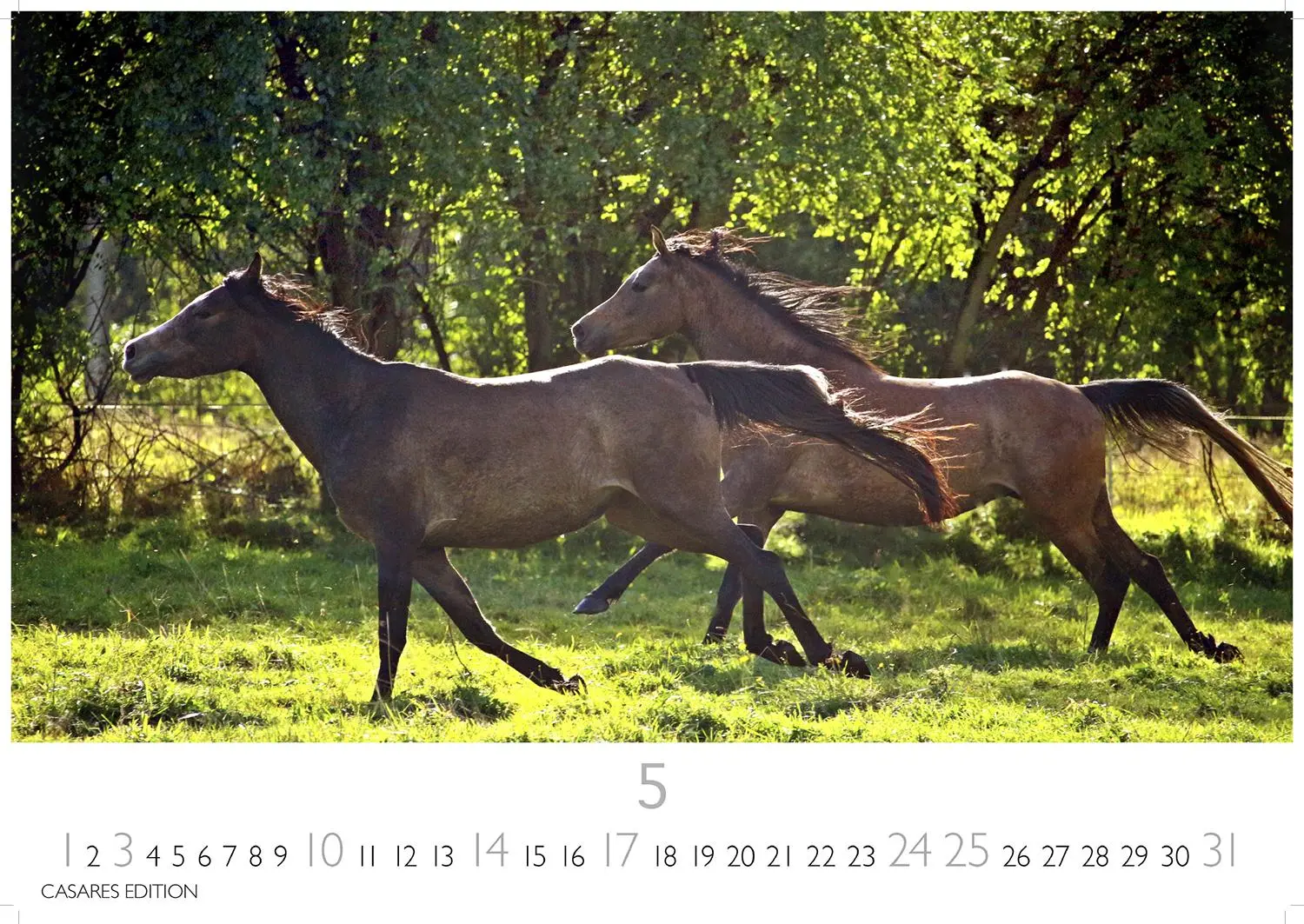 Bild: 9781835245552 | Pferde 2026 L 35x50cm | Kalender | 14 S. | Deutsch | 2026