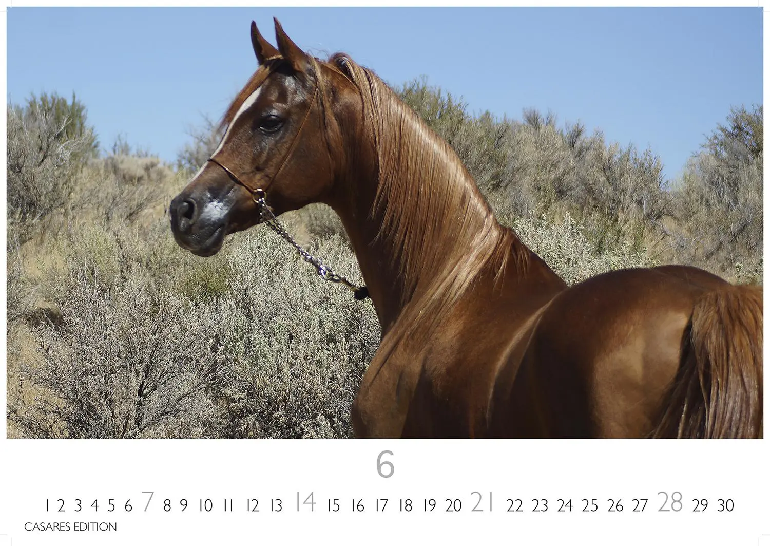 Bild: 9781835245552 | Pferde 2026 L 35x50cm | Kalender | 14 S. | Deutsch | 2026