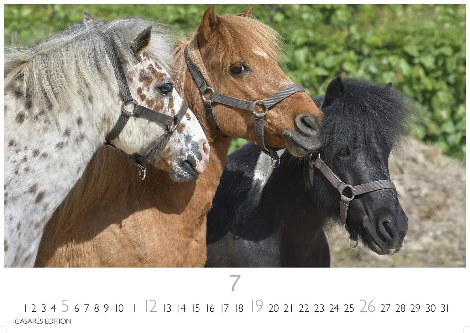 Bild: 9781835245552 | Pferde 2026 L 35x50cm | Kalender | 14 S. | Deutsch | 2026