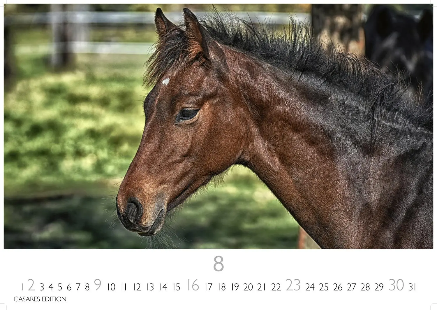 Bild: 9781835245552 | Pferde 2026 L 35x50cm | Kalender | 14 S. | Deutsch | 2026