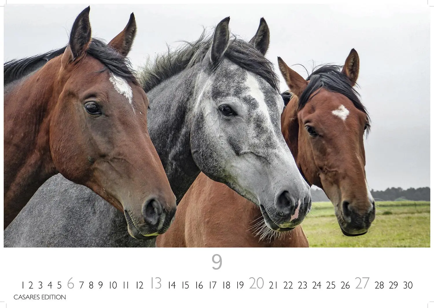 Bild: 9781835245552 | Pferde 2026 L 35x50cm | Kalender | 14 S. | Deutsch | 2026