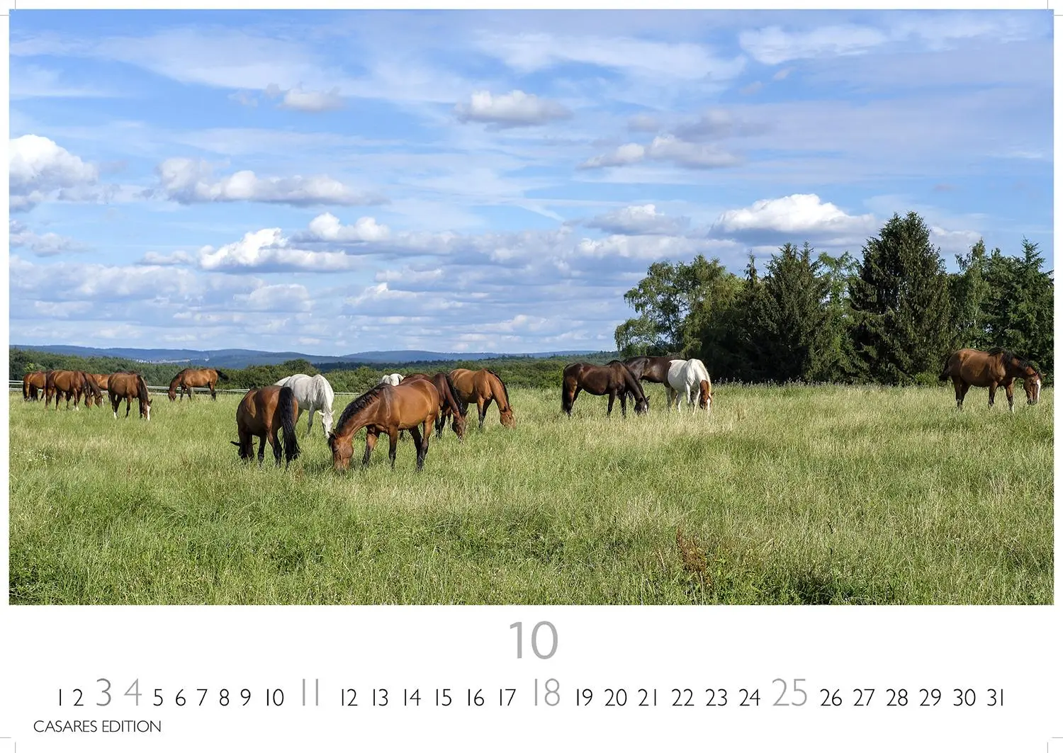 Bild: 9781835245552 | Pferde 2026 L 35x50cm | Kalender | 14 S. | Deutsch | 2026