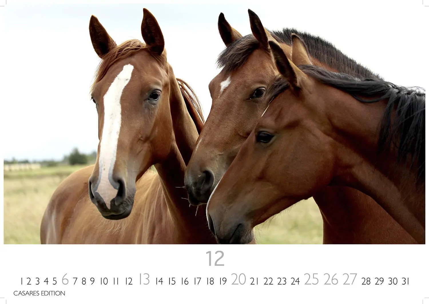 Bild: 9781835245552 | Pferde 2026 L 35x50cm | Kalender | 14 S. | Deutsch | 2026