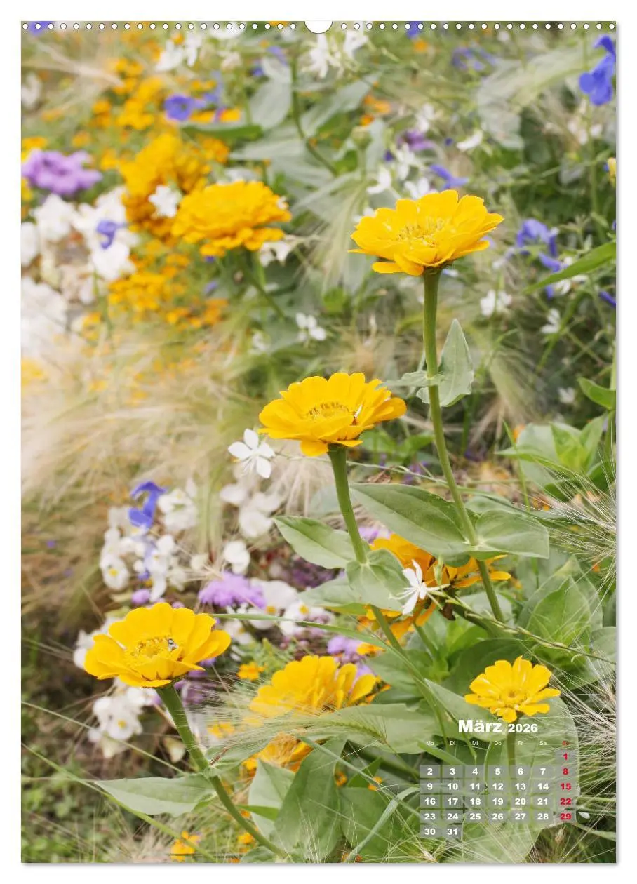 Bild: 9783516405552 | Zinnien im Garten (hochwertiger Premium Wandkalender 2026 DIN A2...