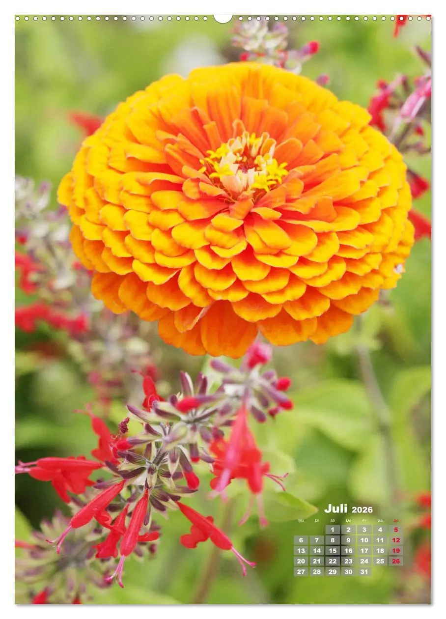 Bild: 9783516405552 | Zinnien im Garten (hochwertiger Premium Wandkalender 2026 DIN A2...