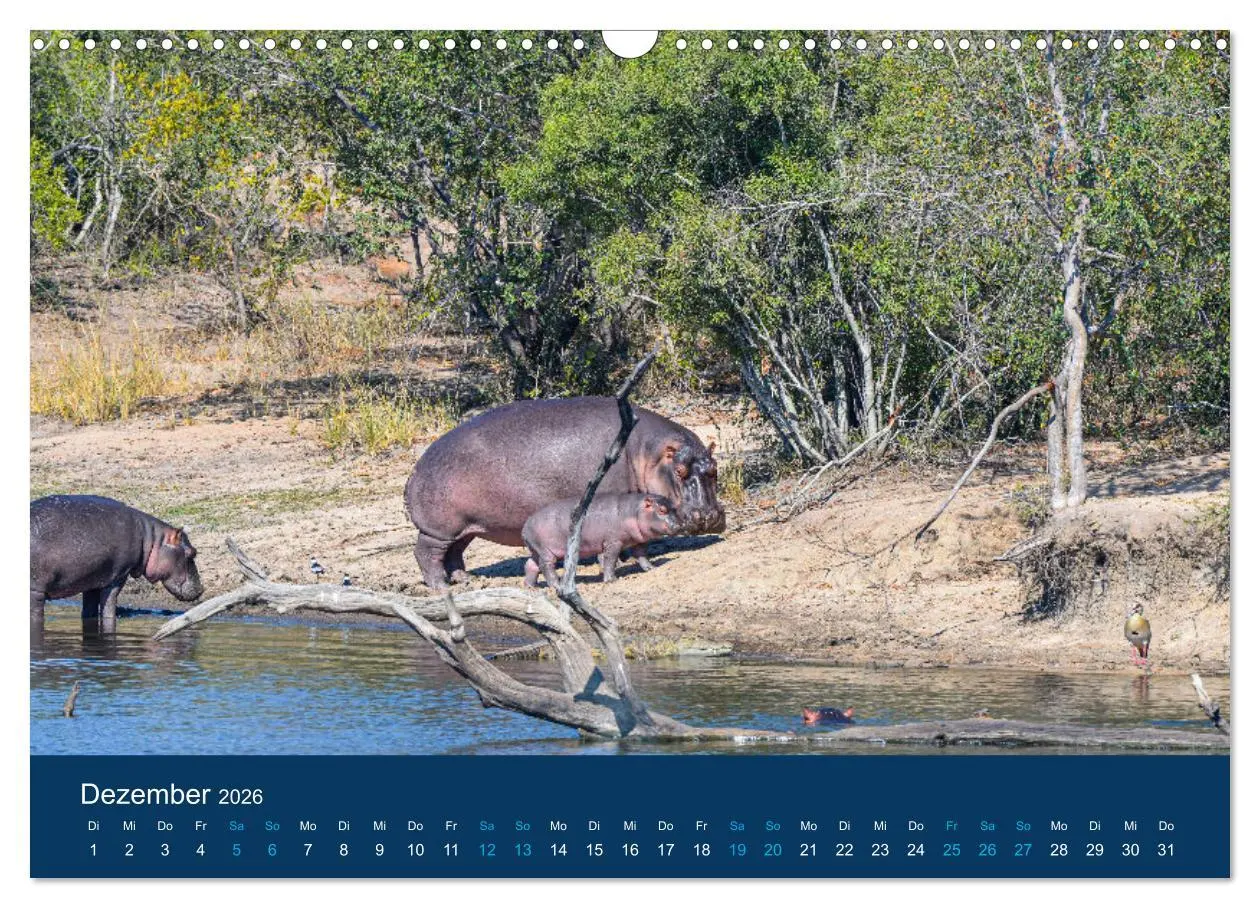 Bild: 9783457605752 | Nilpferde, Kolosse in Afrika (Wandkalender 2026 DIN A3 quer),...