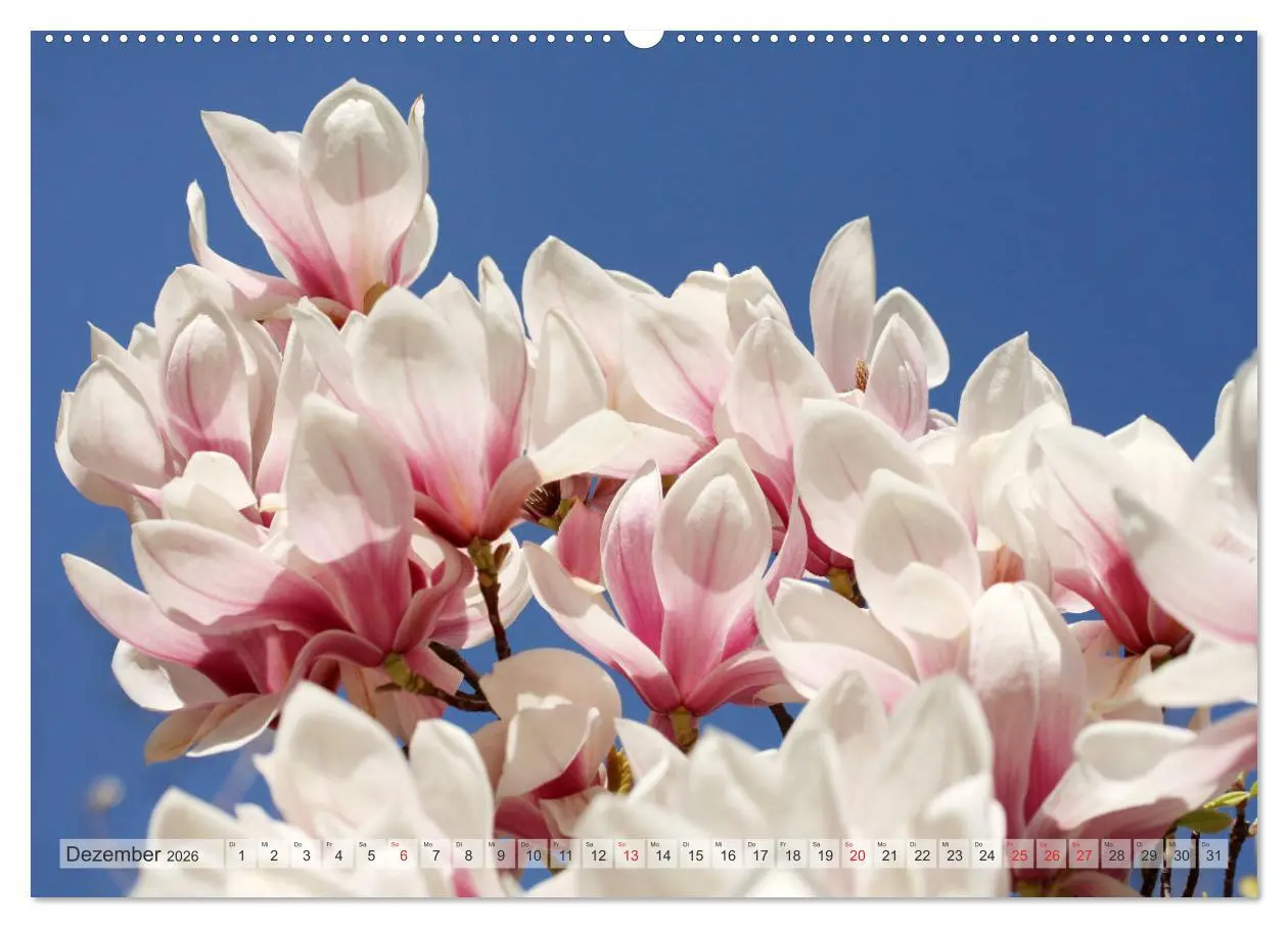 Bild: 9783457695852 | Magnolien Ein Blütenrausch (hochwertiger Premium Wandkalender 2026...