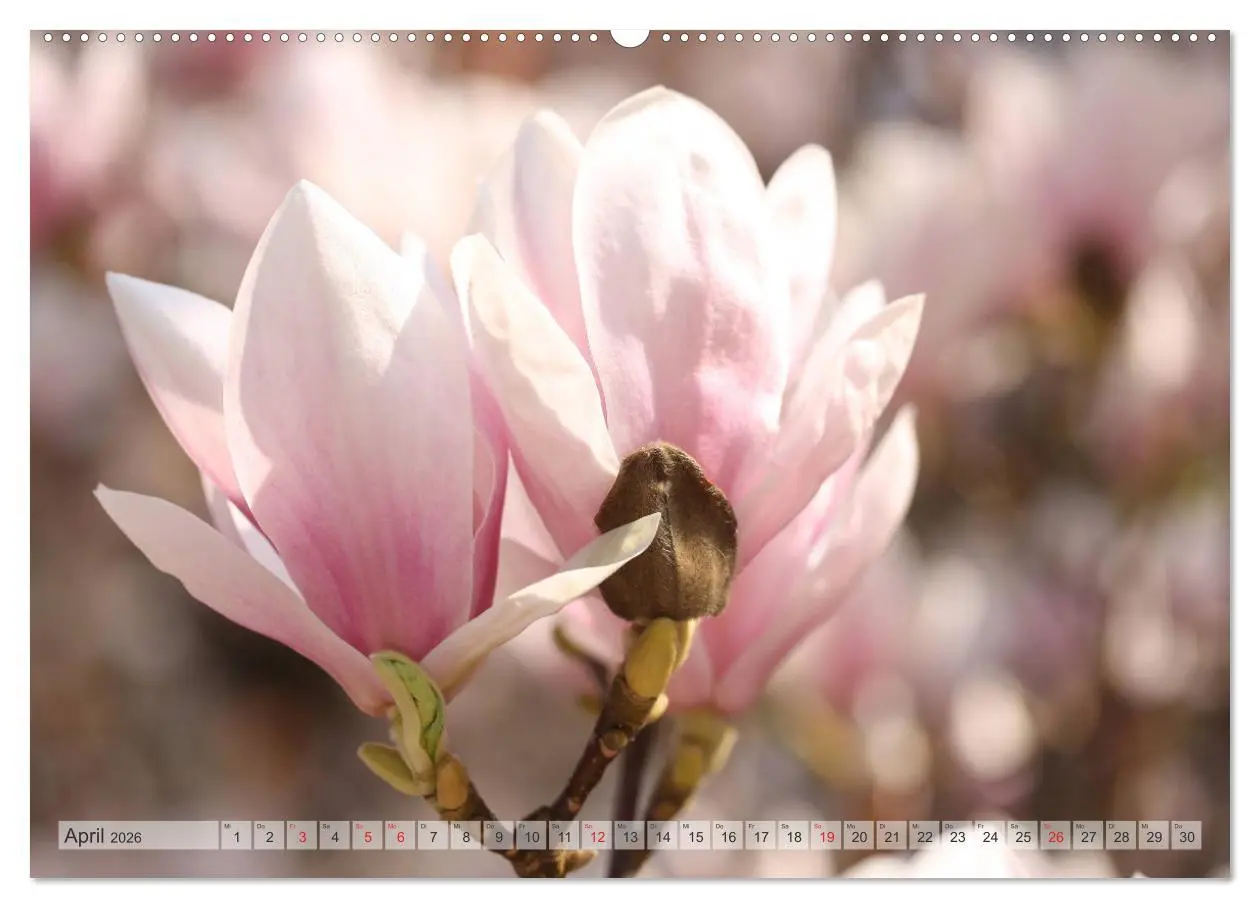 Bild: 9783457695852 | Magnolien Ein Blütenrausch (hochwertiger Premium Wandkalender 2026...
