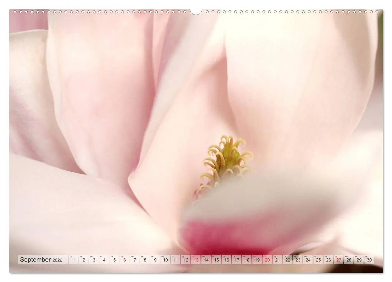 Bild: 9783457695852 | Magnolien Ein Blütenrausch (hochwertiger Premium Wandkalender 2026...