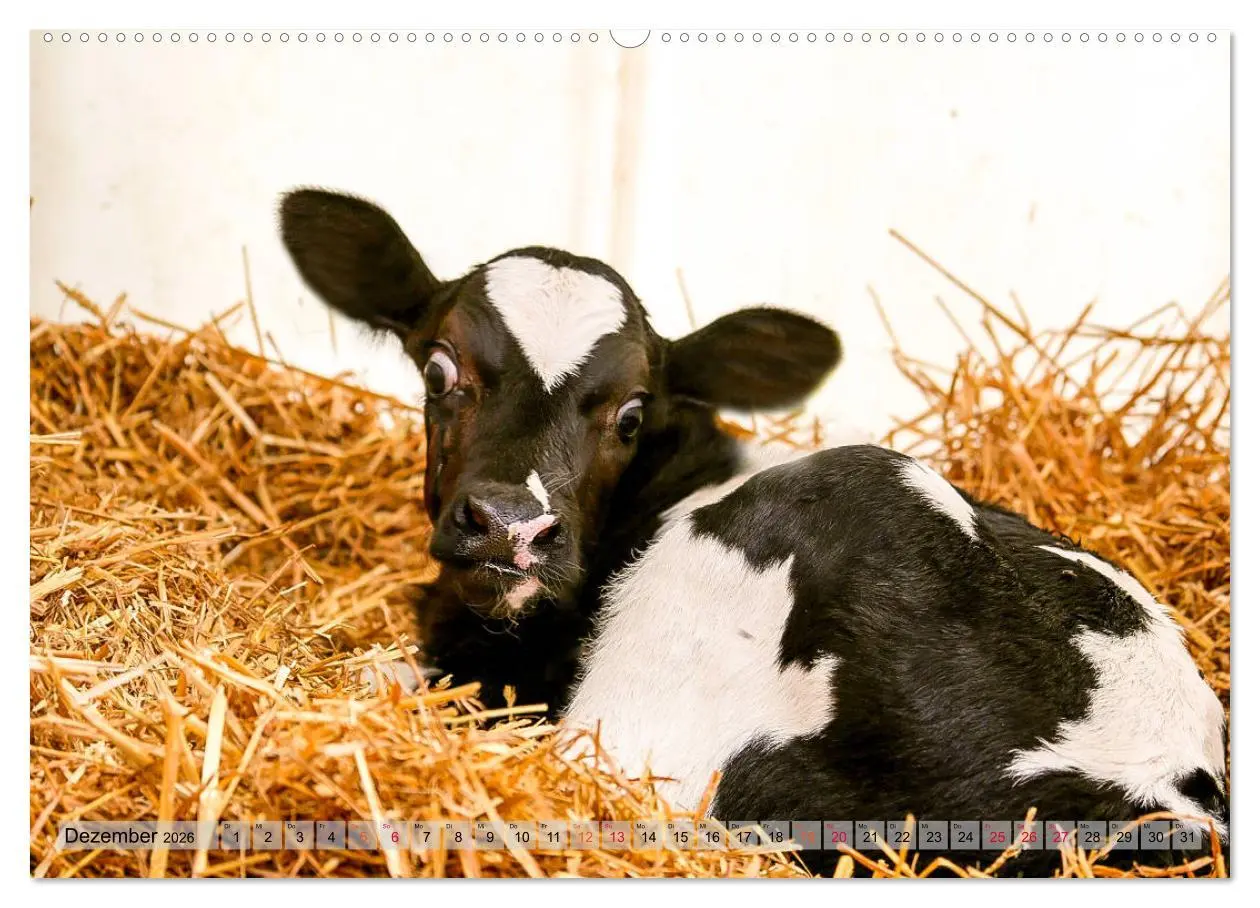 Bild: 9783457835852 | Sanfte Holsteiner (Wandkalender 2026 DIN A2 quer), CALVENDO...