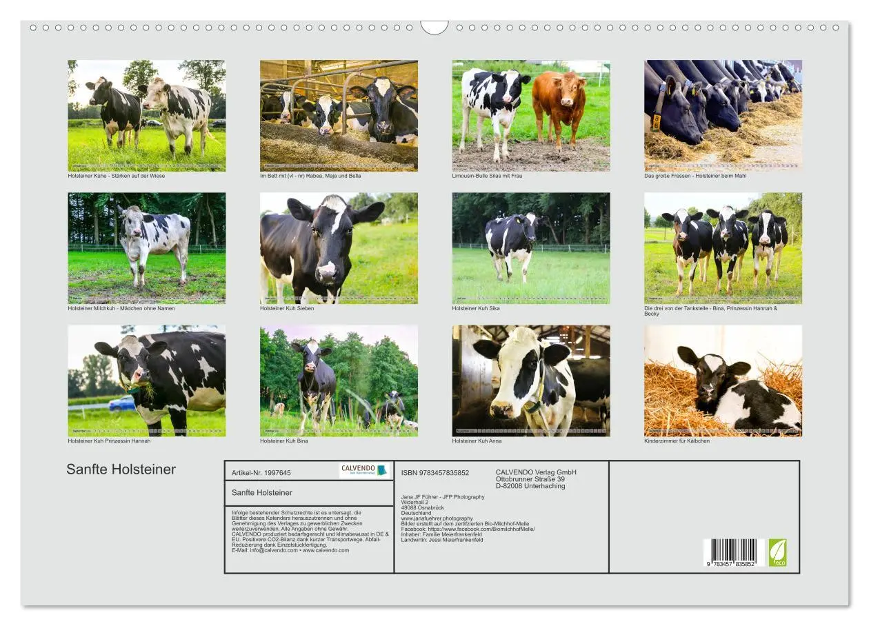 Bild: 9783457835852 | Sanfte Holsteiner (Wandkalender 2026 DIN A2 quer), CALVENDO...