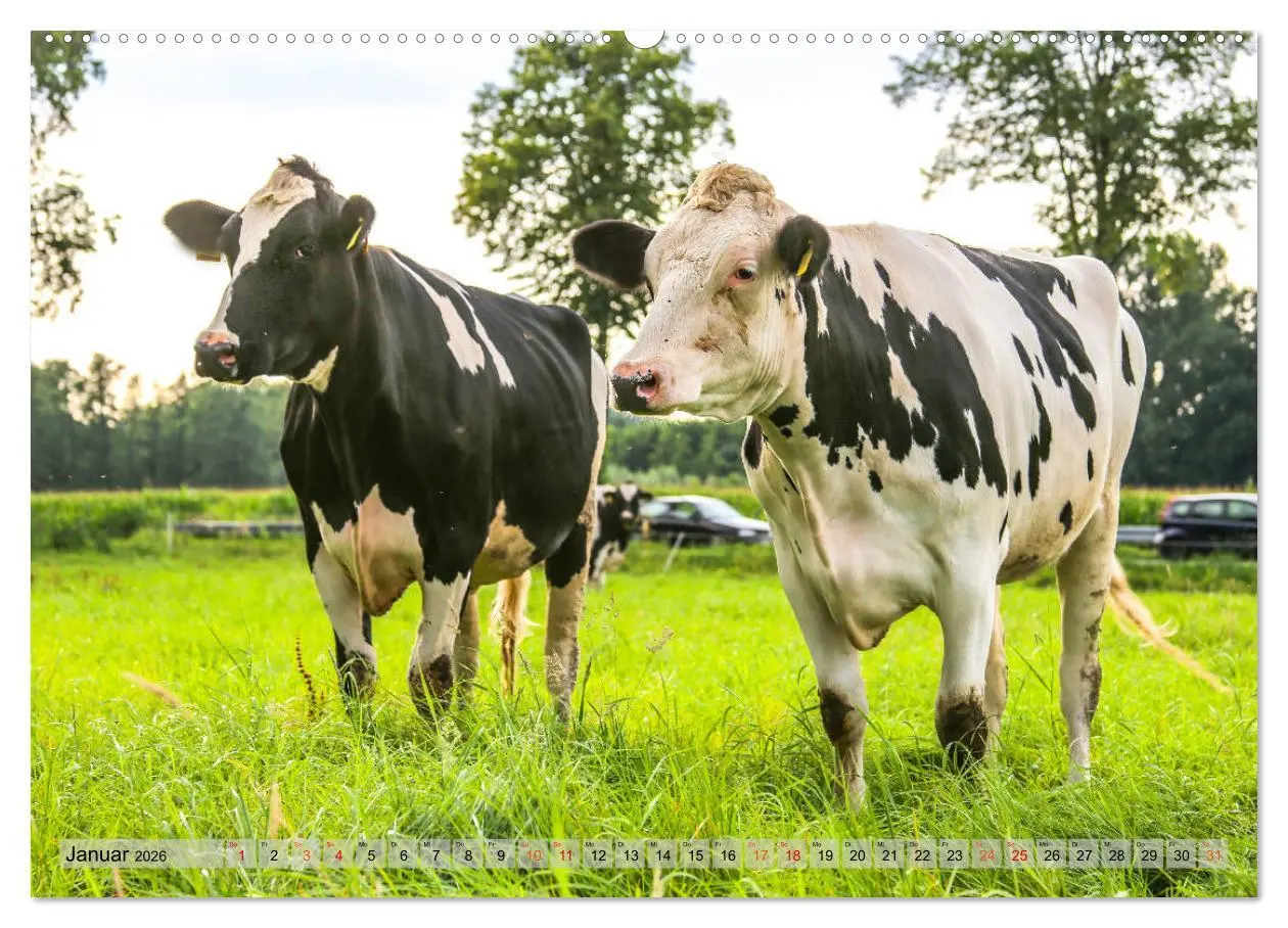 Bild: 9783457835852 | Sanfte Holsteiner (Wandkalender 2026 DIN A2 quer), CALVENDO...
