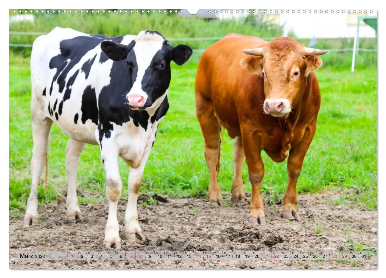 Bild: 9783457835852 | Sanfte Holsteiner (Wandkalender 2026 DIN A2 quer), CALVENDO...