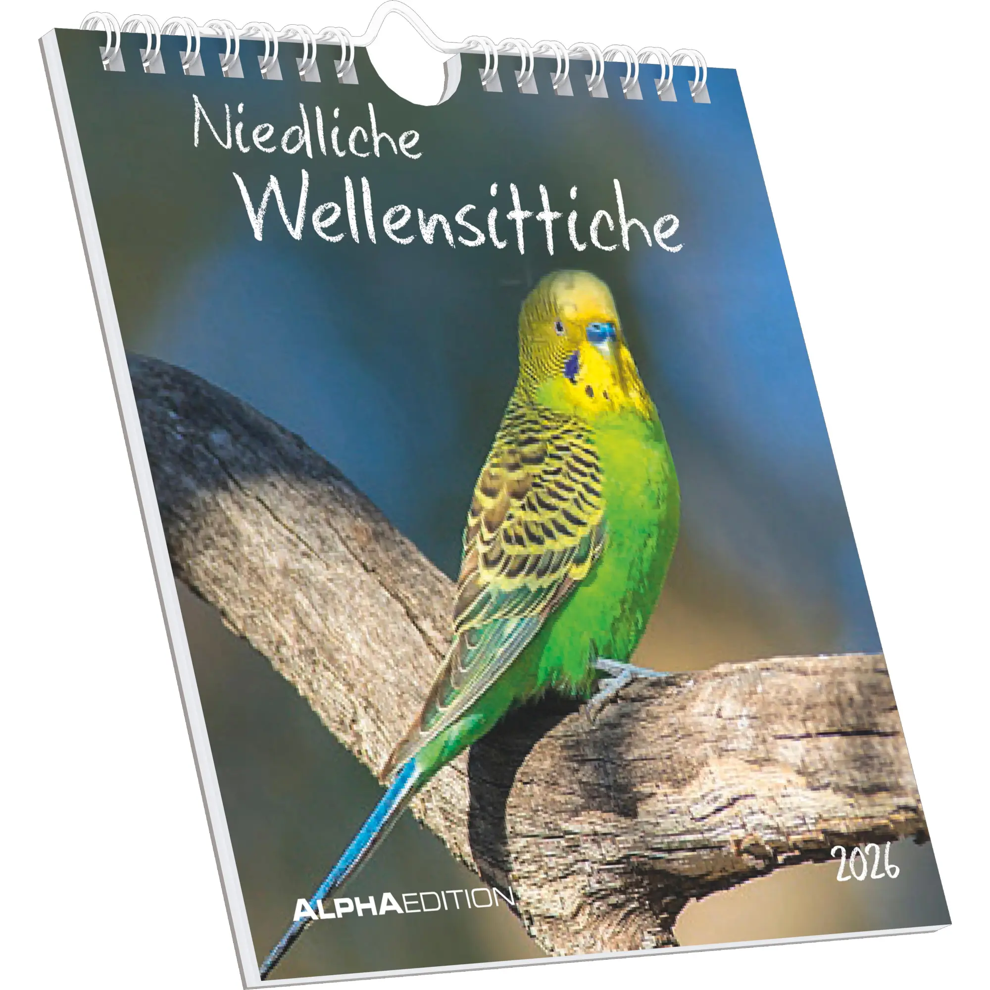 Cover: 4069095005952 | Niedliche Wellensittiche 2026 - Postkartenkalender 16x17 cm -...