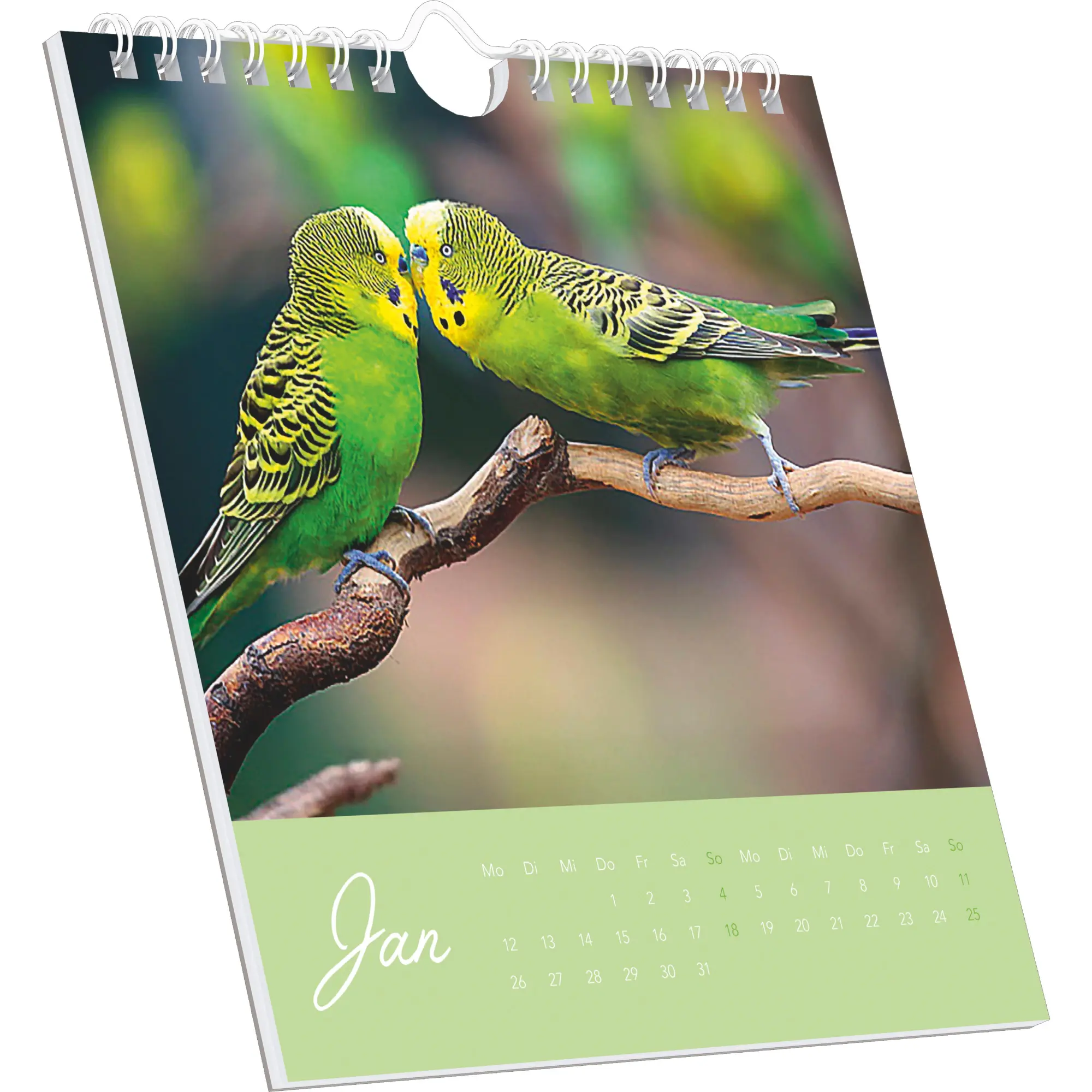 Bild: 4069095005952 | Niedliche Wellensittiche 2026 - Postkartenkalender 16x17 cm -...