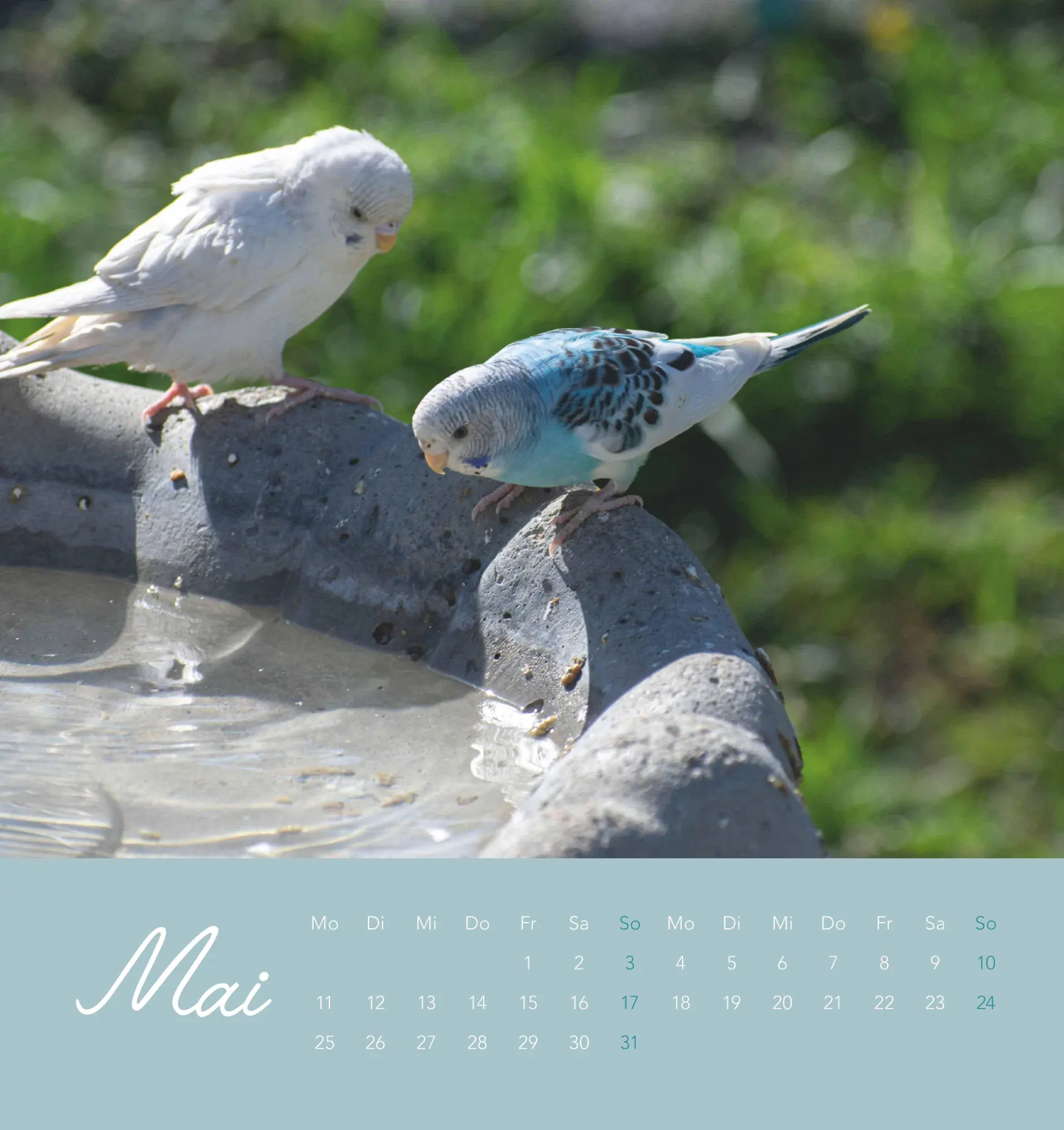 Bild: 4069095005952 | Niedliche Wellensittiche 2026 - Postkartenkalender 16x17 cm -...
