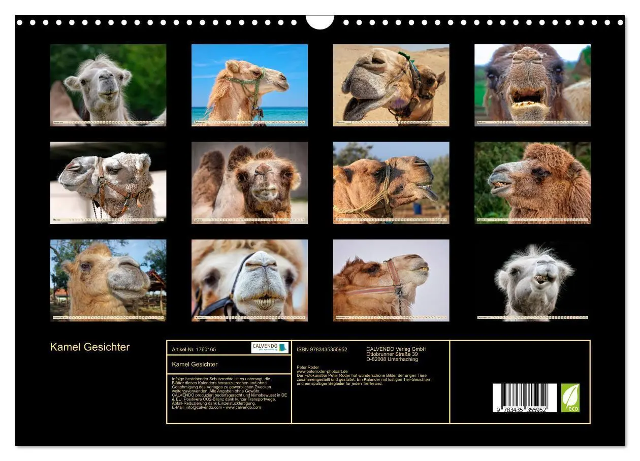 Bild: 9783435355952 | Kamel Gesichter (Wandkalender 2025 DIN A3 quer), CALVENDO...