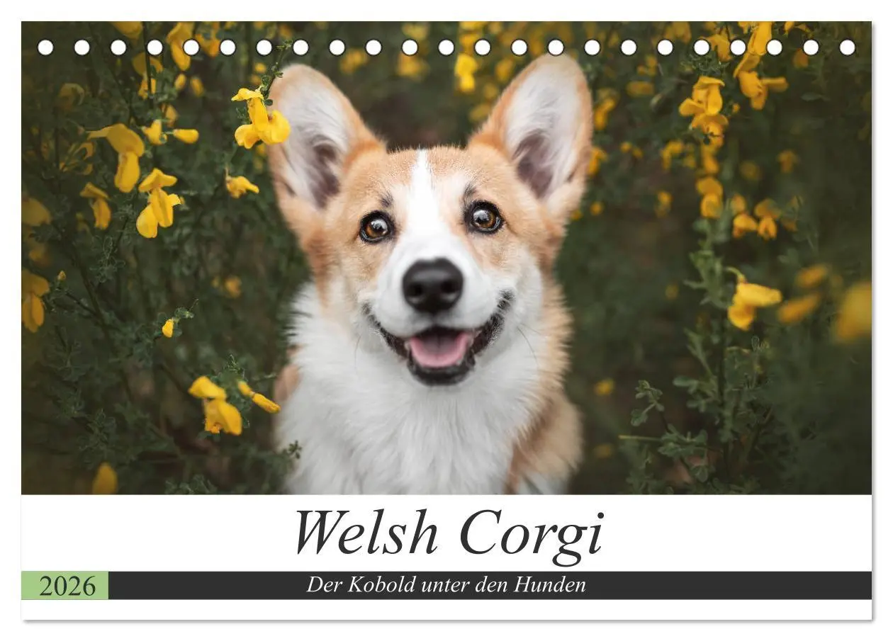 Cover: 9783457685952 | Welsh Corgi - Der Kobold unter den Hunden (Tischkalender 2026 DIN...