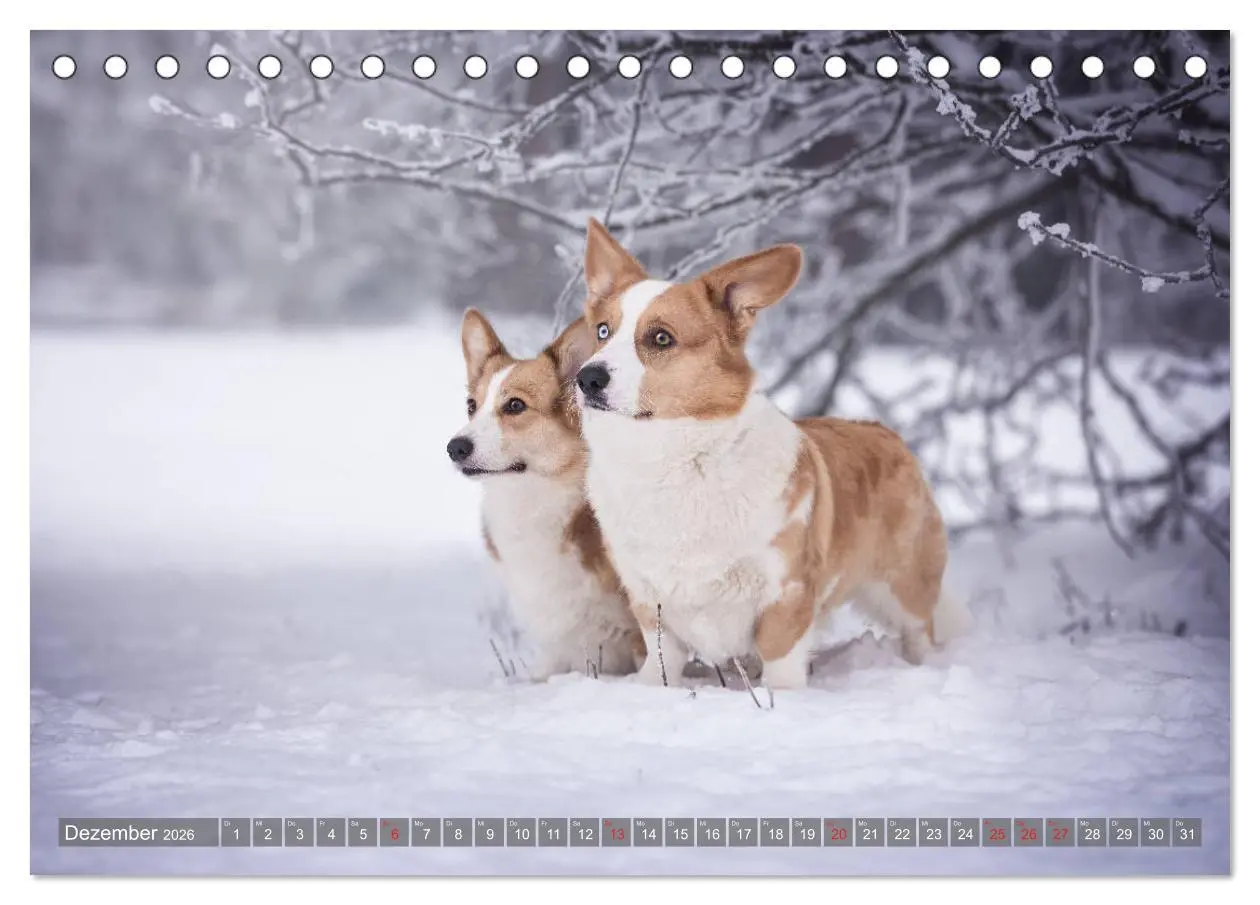 Bild: 9783457685952 | Welsh Corgi - Der Kobold unter den Hunden (Tischkalender 2026 DIN...