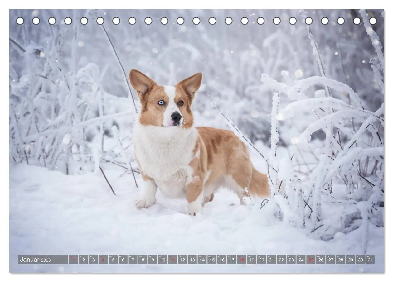Bild: 9783457685952 | Welsh Corgi - Der Kobold unter den Hunden (Tischkalender 2026 DIN...