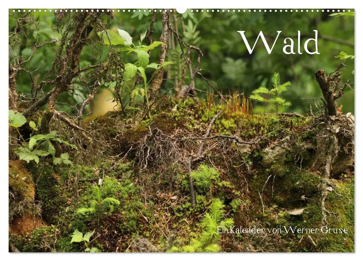 Cover: 9783594196052 | Wald (Wandkalender 2027 DIN A2 quer), CALVENDO Monatskalender | Gruse