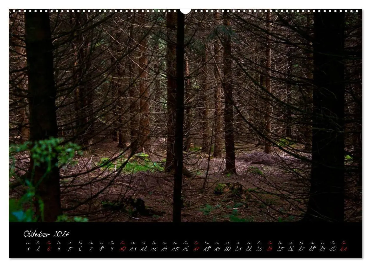 Bild: 9783594196052 | Wald (Wandkalender 2027 DIN A2 quer), CALVENDO Monatskalender | Gruse