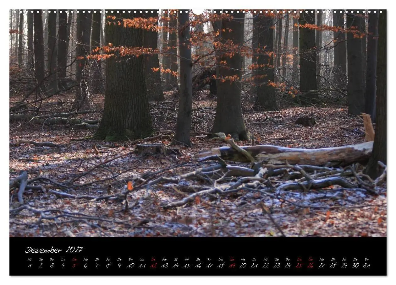 Bild: 9783594196052 | Wald (Wandkalender 2027 DIN A2 quer), CALVENDO Monatskalender | Gruse