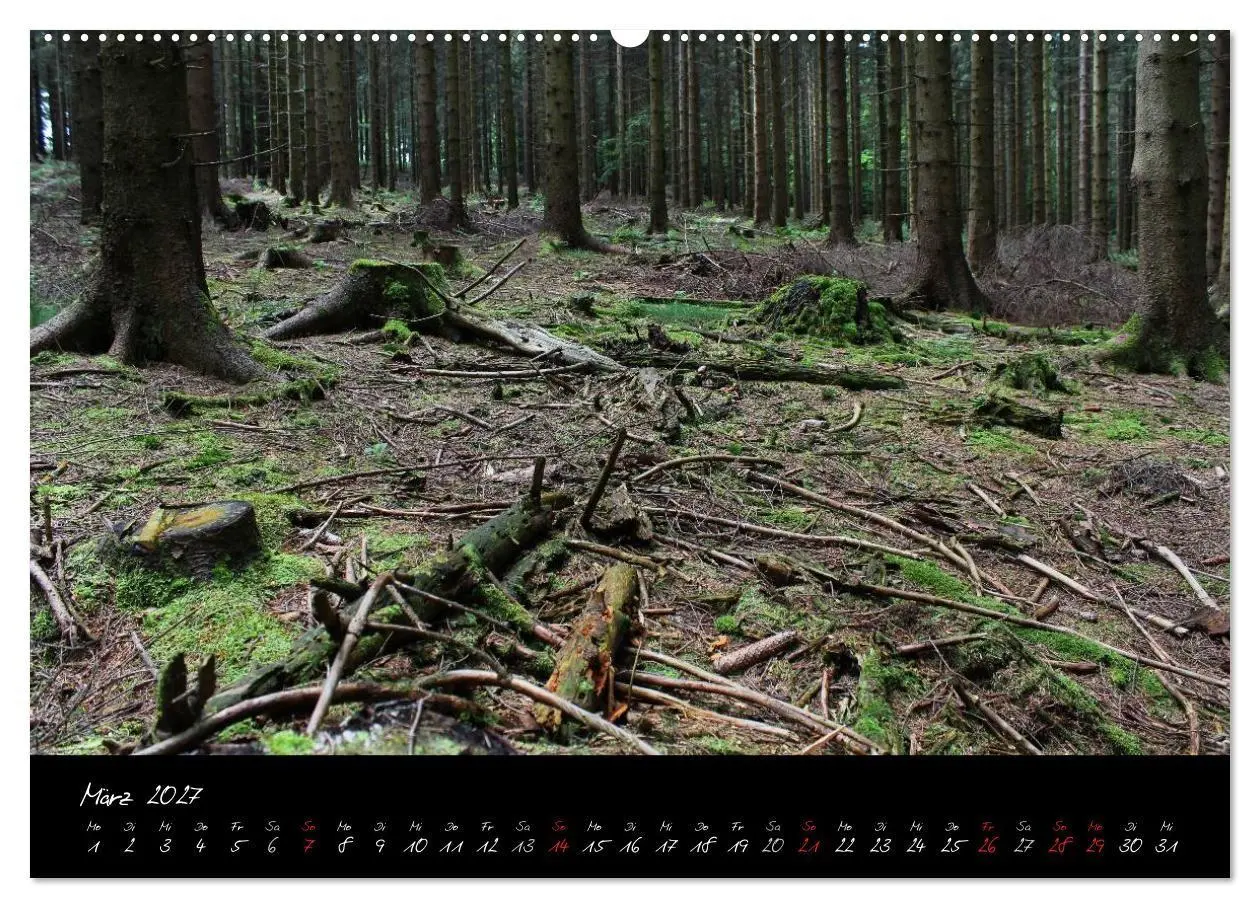 Bild: 9783594196052 | Wald (Wandkalender 2027 DIN A2 quer), CALVENDO Monatskalender | Gruse