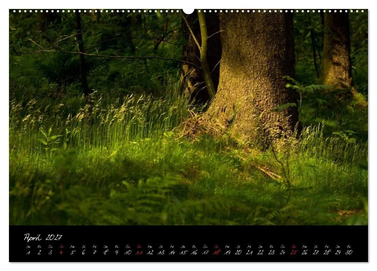 Bild: 9783594196052 | Wald (Wandkalender 2027 DIN A2 quer), CALVENDO Monatskalender | Gruse