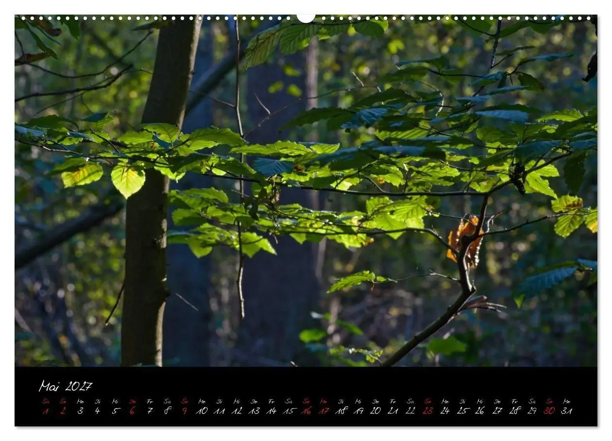 Bild: 9783594196052 | Wald (Wandkalender 2027 DIN A2 quer), CALVENDO Monatskalender | Gruse