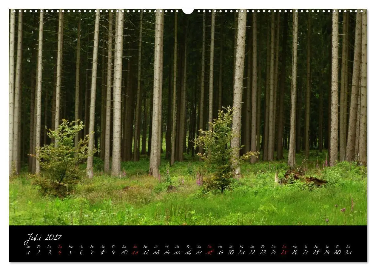 Bild: 9783594196052 | Wald (Wandkalender 2027 DIN A2 quer), CALVENDO Monatskalender | Gruse