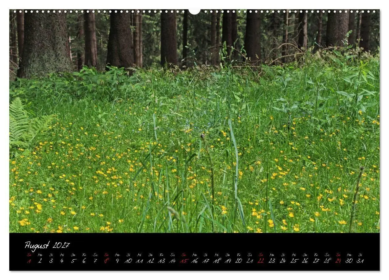 Bild: 9783594196052 | Wald (Wandkalender 2027 DIN A2 quer), CALVENDO Monatskalender | Gruse