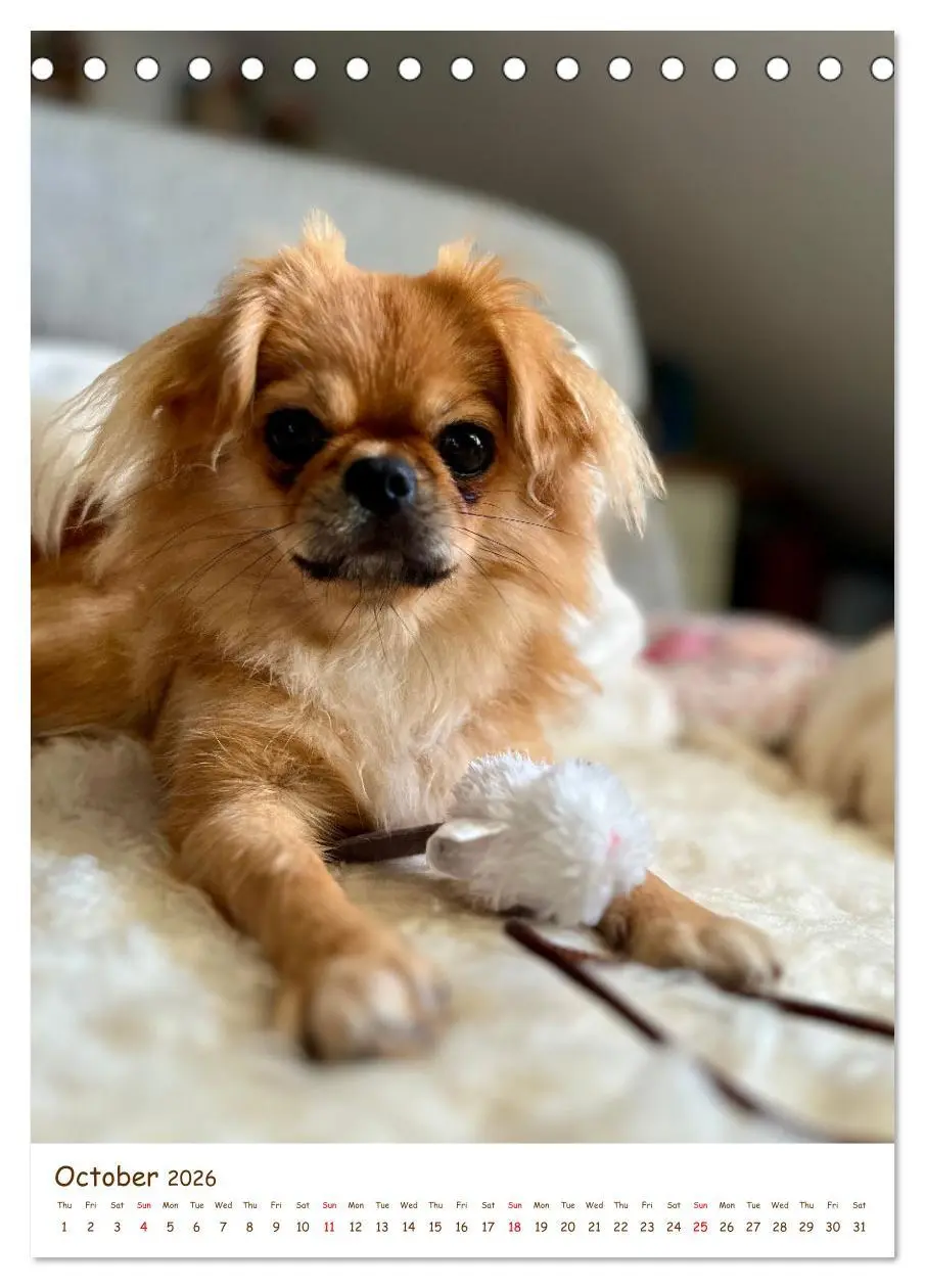 Bild: 9783457256152 | Sassy, fluffy, fabulous - A year of Pekingese charm (Desk Calendar...